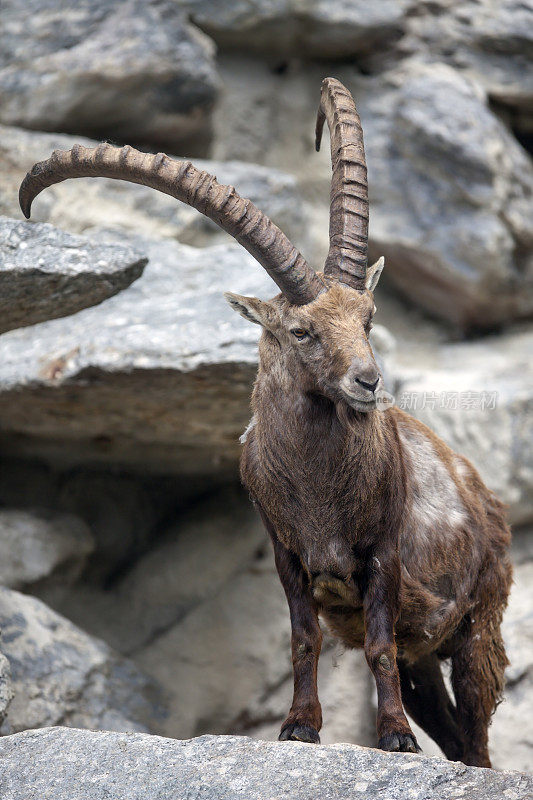 Steinbock - 高山山羊 (Capra ibex)